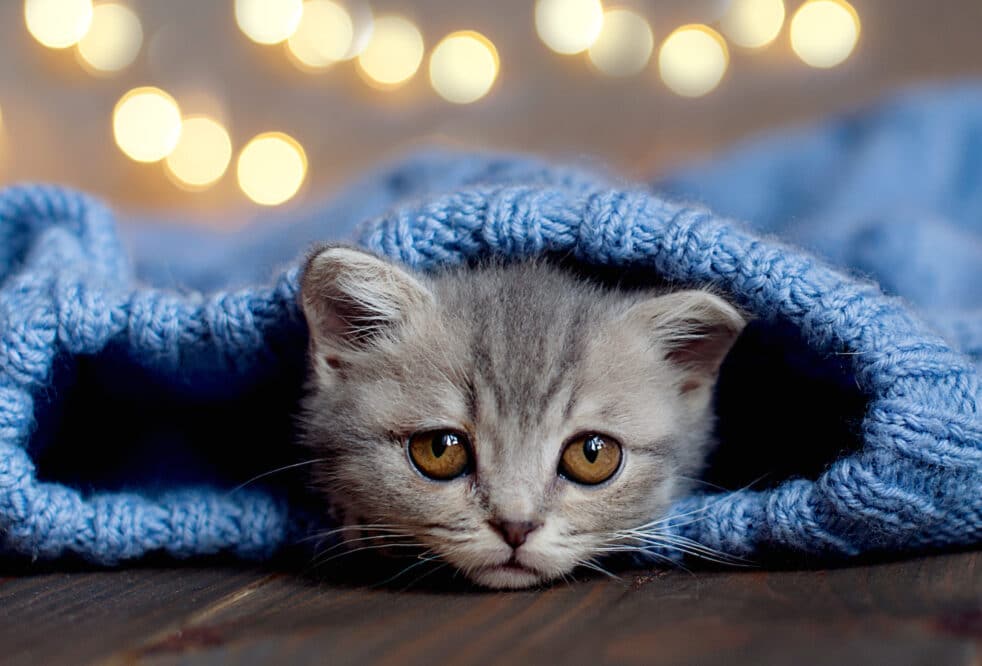 Gray tabby kitten sleeps. Portrait of beautiful fluffy striped tabby kitten. Animal baby cat lies in bed