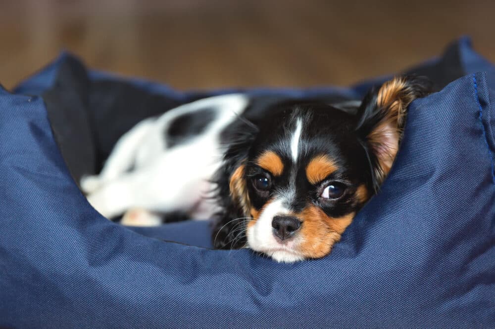 Cute puppy of cavalier spaniel sleeping